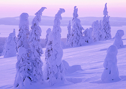 The Taiga Forest Instructional Video