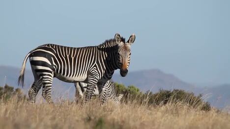Each Species of Zebras Actually Have Very Different Personalities
