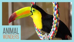 Our Toucan Recovers from a Broken Leg! Instructional Video