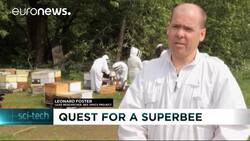 Canada breeding “genetically superior bee” News Clip