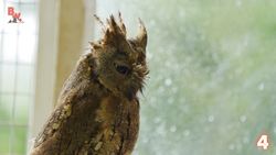 SLEEPY OWL BITES ME?! Instructional Video