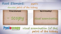 HST-MT - Medical Terminology of the Urinary System Instructional Video