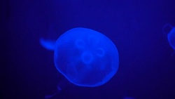 Slow motion,Blue jellyfish Move slowly in the water. , The background is blue Stock Footage