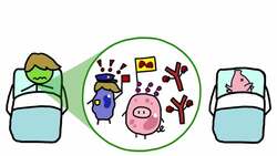 Should We Grow Human Organs In Pigs? Instructional Video