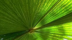palm leaf Stock Footage