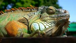 Sleeping dragon. Close-up portrait of a resting vibrant Lizard. Selective focus. Green Iguanas are native to tropical areas of Mexico, Central America, South America, and the Caribbean Stock Footage