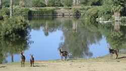 What Is a Leucistic Animal and Why Is It So Important to Take Care of Them? Instructional Video