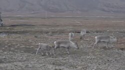 Aerials of grazing reindeer and exposed tundra News Clip