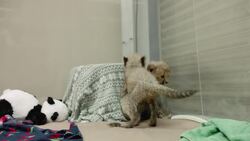 Cheetah Cubs Love Exploring This Zoo Nursery Instructional Video