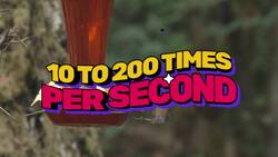 The Amazing Abilities of Hummingbirds: Super Flight and Supernatural Vision Instructional Video