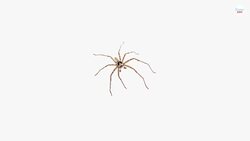 Clock Spider: What Is The The Legend Surrounding This Giant Spider Species? Instructional Video