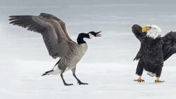#TheMoment a brawl between a Canada goose and bald eagle was caught on camera News Clip