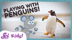Penguins, Birds That Fly in Water! | SciShow Kids Instructional Video