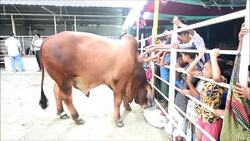 CLEAN : Born in the USA Boss the bull fetches record price in Bangladesh News Clip