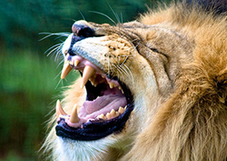 Reinos Instructional Video