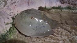 NY’s Horseshoe Crab Protection Bill seeks to protect species from local extinction News Clip