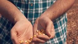 Farmer handful of harvested corn kernels Stock Footage