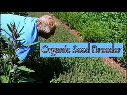 Benefits of Organic Seed Breeding - Frank Morton Instructional Video