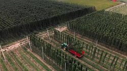 Hops field ready to be harvest Stock Footage