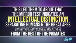 Is The Mirror Test Just a Reflection of Human Nature? Instructional Video