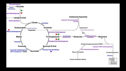 Overview of Metabolism [Part 4] | Glutamate, Glutamine, & Nucleotide Biosynthesis Instructional Video