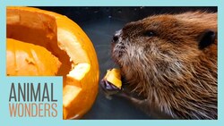 Beaver vs Pumpkin Instructional Video