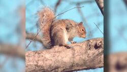 What’s for Dinner? Instructional Video