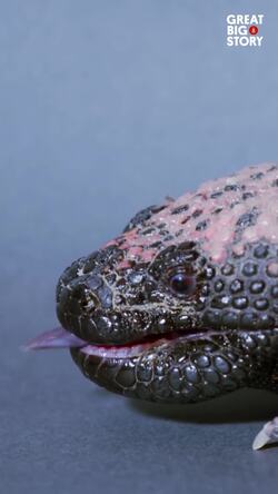 Meet Gila, the venomous desert dweller Instructional Video