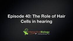 040 The Role of Hair Cells in Hearing Instructional Video