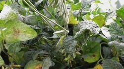 Organic farming soy plantation. Young green soybean crops growing on plantation. Stock Footage