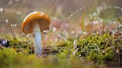 Amanita muscaria, Fly agaric Mushroom In a Sunny forest in the rain. Stock Footage