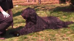 How to Teach Your Dog to Roll Over Instructional Video