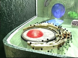 Células: partes comunes de la célula Instructional Video