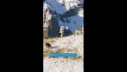 Yellowstone - The Wolves are Back Instructional Video