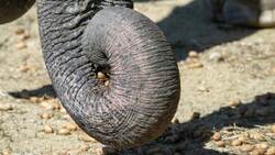 The Incredible Superpowers of Elephants Instructional Video