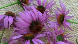 Rotating echinacea coneflower medical herb bunch Stock Footage