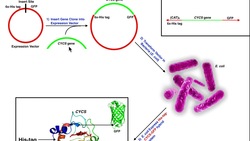 Biotechniques | Basics of Making His-Tags & Nickel Affinity Chromatography Instructional Video