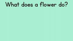 Let's Learn About Verbs Instructional Video