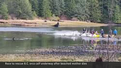Community races to save orca calf after mother drowns News Clip