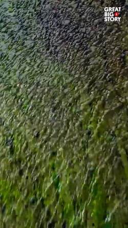 Float Along Colombias Rainbow River Instructional Video