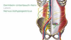 Plexus lumbalis Instructional Video