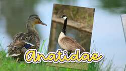 Discovering Ducks: A Journey into Their World and Adaptations Instructional Video