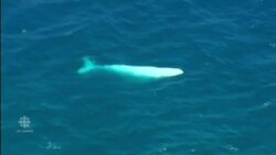 Rare white humpback whale swims with pod of dolphins News Clip
