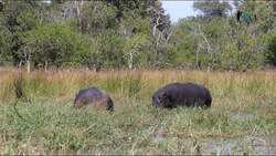 Exploring Africa's Diverse Safari Habitats Instructional Video