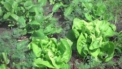 Watering vegetable garden in slow motion 250fps Stock Footage