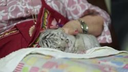 CLEAN : “Nieve”, la primera tigresa blanca nacida en Nicaragua News Clip