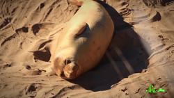 How Studying Elephant Seals Could Treat Heart Attacks Instructional Video