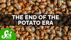 The Potato Famine Could Happen Again Instructional Video