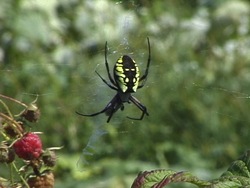 Animales simples: resumiendo Instructional Video