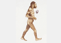 Homo Ergaster Instructional Video